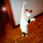 Keeping your cat active when you have kids